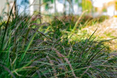 Tarlada uzun yeşil çimenler. Güneşli bir günde yaz baharı çayır manzarası. Doğa çevre dostu fotoğraf.