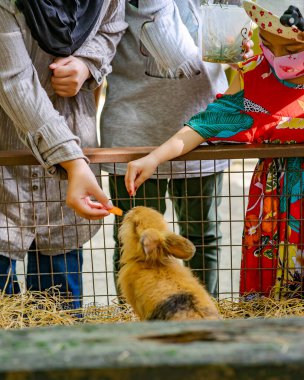 Küçük bir kız tarafından ahşap kafeste sevimli kahverengi bir tavşanı beslemek..