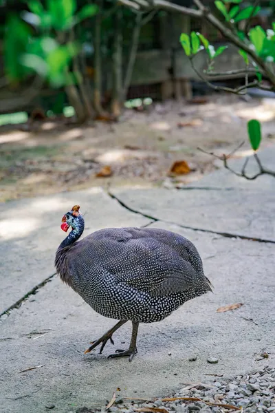 Tahta çitte dinlenen hindi kuşları.