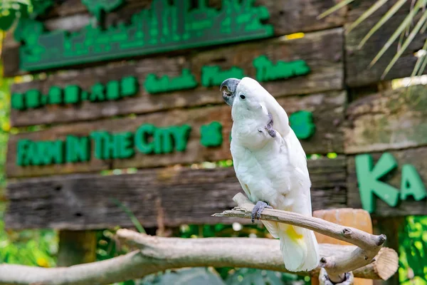 Kuala Lumpur Malajzia Oct 2021 Fehér Papagáj Madár Tanyával Városban — Stock Fotó