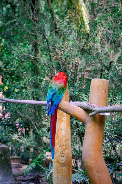 Egy Scarlet Macaw Papagáj Vagy Ara Makaó Erdei Környezetben Kilátás — Stock Fotó