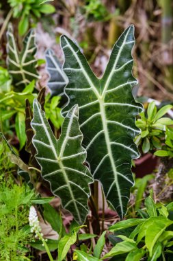 Alocasia Amazonica Sanderiana bahçede.