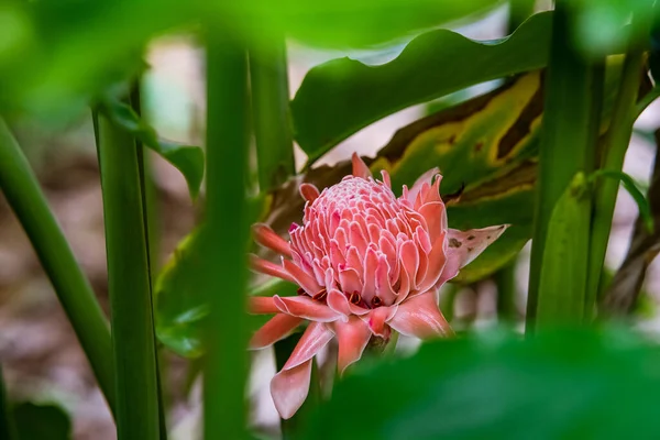 Antorcha Jengibre Etlingera Elatior Hermosa Flor Comestible Jardín — Foto de Stock