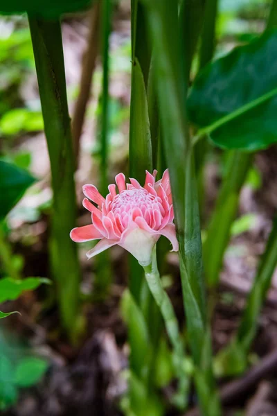 Antorcha Jengibre Etlingera Elatior Hermosa Flor Comestible Jardín —  Fotos de Stock