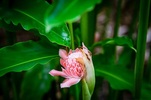 Torche Gingembre Etlingera Elatior Belle Fleur Comestible Dans Jardin — Photo