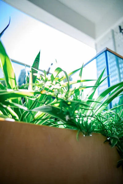 Sfocato Fuori Fuoco Bokeh Cespuglio Verde Sulla Piantatrice Appartamento Balcone — Foto Stock