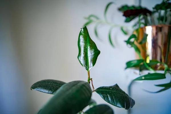 Αρχική Σελίδα Φυτό Φίκος Ελαστικά Φυτά Ένα Ελαφρύ Φόντο Κενό — Φωτογραφία Αρχείου