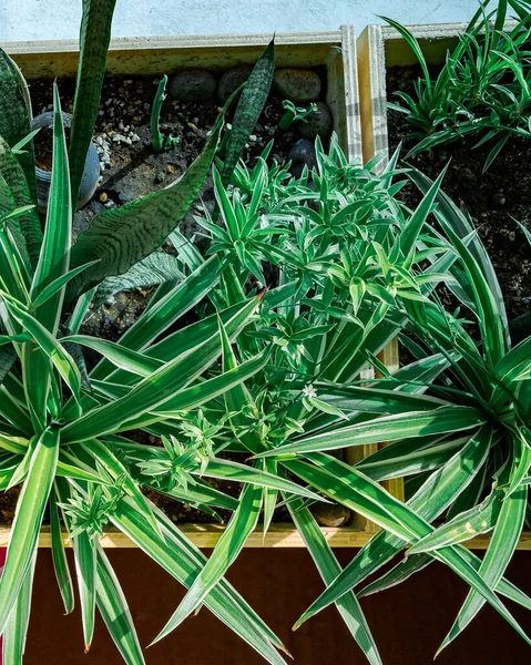 Raising Bush Green Balcony Planters Create Home Plants — Stock Photo, Image