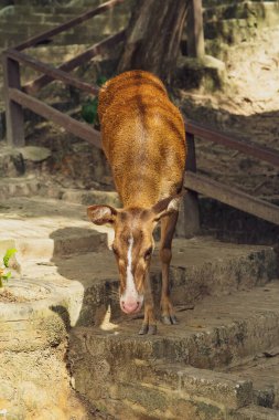 Kafeste yürüyen bir geyik.