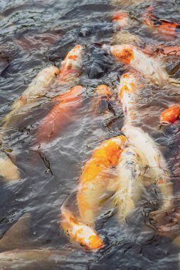 Gölde renkli koi balığının yakın plan fotoğrafı..