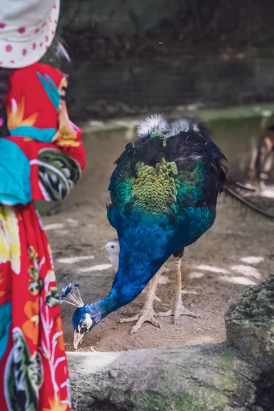 Pavão Elegante Com Suas Cores Comendo Chão — Fotografia de Stock