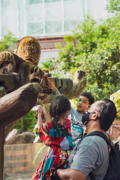 Kuala Lumpur Malezya Ekim 2021 Nsanlar Ağaçta Oturan Bir Rakunu — Stok fotoğraf