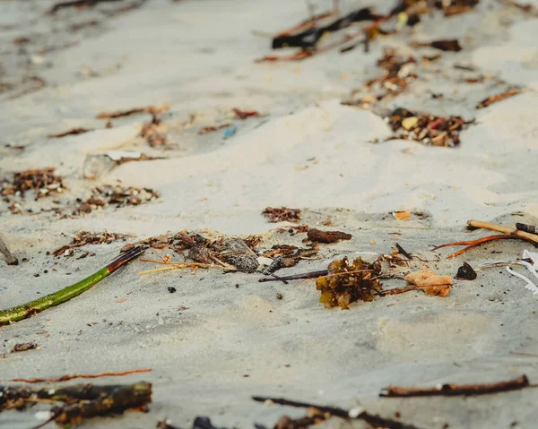 Drift Bois Sur Plage Avec Des Plastiques Pollution Environnement — Photo