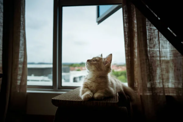 Kočička Kočička Munchkin Nadýchaná Zvířecí Mazlíček Blízkosti Okna Bytu — Stock fotografie