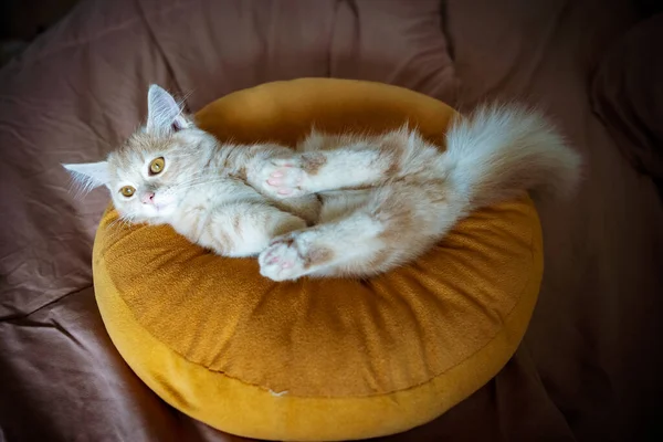 Kitty Cat Munchkin Flauschig Tier Haustier Schlafend Auf Dem Bett — Stockfoto