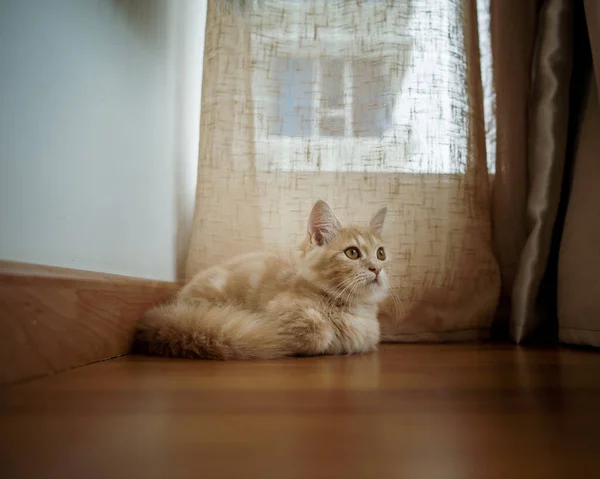 Kitty Cat Munchkin Flauschig Tierisches Haustier Ruht Auf Dem Holzboden — Stockfoto