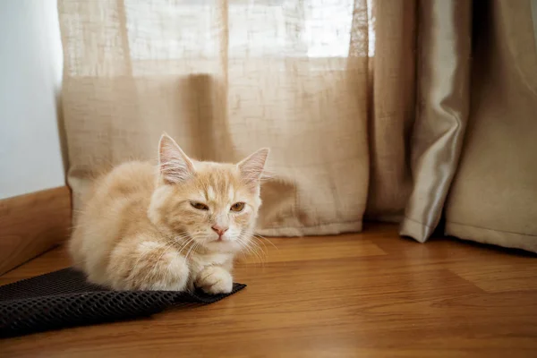 Kitty Cat Munchkin Fluffy Animal Pet Resting Wooden Floor — Stock Photo, Image