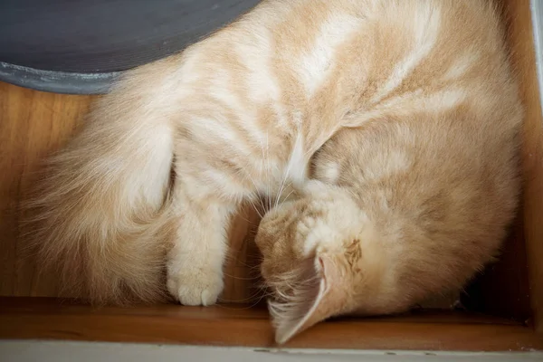 Gatito Gato Munchkin Esponjoso Animal Mascota Durmiendo Vista Superior — Foto de Stock