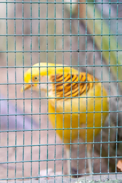 Arka Planda Bulanık Bokeh Sarı Kuş Ile Kafes Örgüsü — Stok fotoğraf