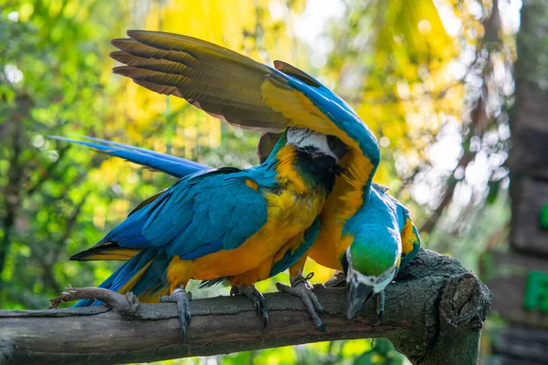 Ahşap Dalda Mavi Sarı Papağanlar — Stok fotoğraf