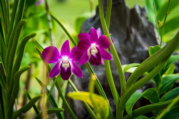 Phalaenopsis Flor Amarela Orquídea Jardim — Fotografia de Stock