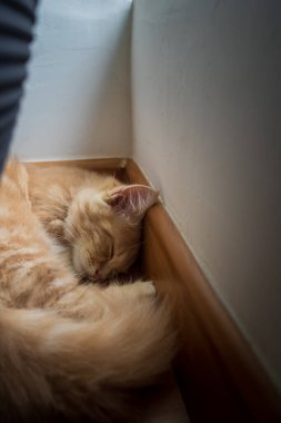 Kedi yavrusu tüylü, hayvan evcil hayvanı uyuyor..