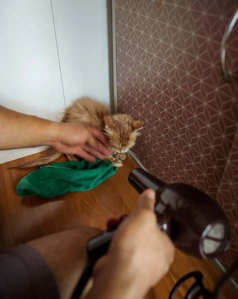 Yavru Kedi Tüylü Kedi Banyo Üstüne Hayvan Kuruyan Kürk — Stok fotoğraf