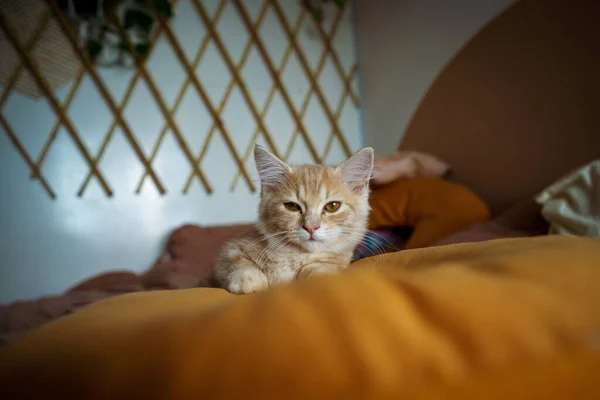 Gatinho Gato Munchkin Fofo Animal Estimação Dormindo Cama — Fotografia de Stock