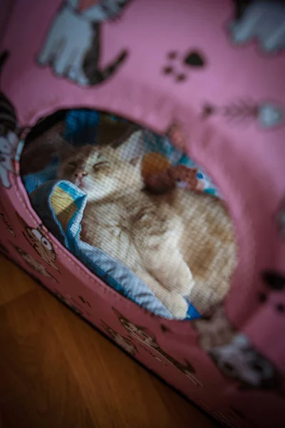 Kitty Cat Munchkin Flauschig Tier Haustier Ruht Käfig — Stockfoto