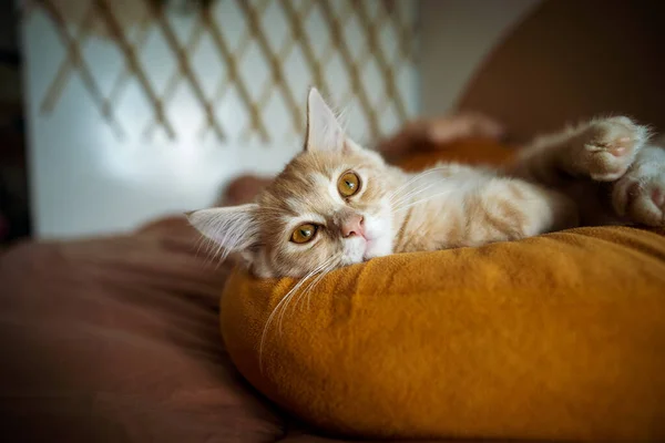 Yavru Kedi Tüylü Yatakta Uyuyan Hayvan — Stok fotoğraf