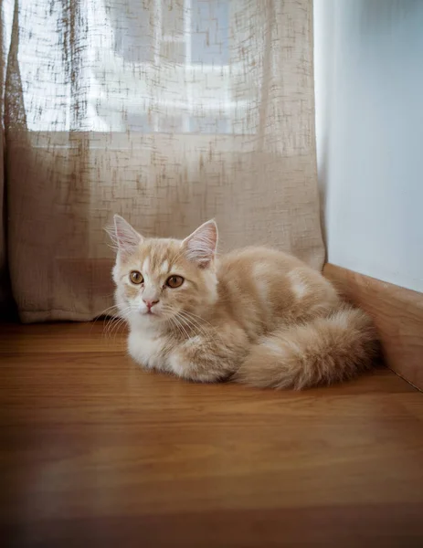 Kočička Munchkin Nadýchaná Zvířecí Mazlíček Odpočívající Dřevěné Podlaze — Stock fotografie