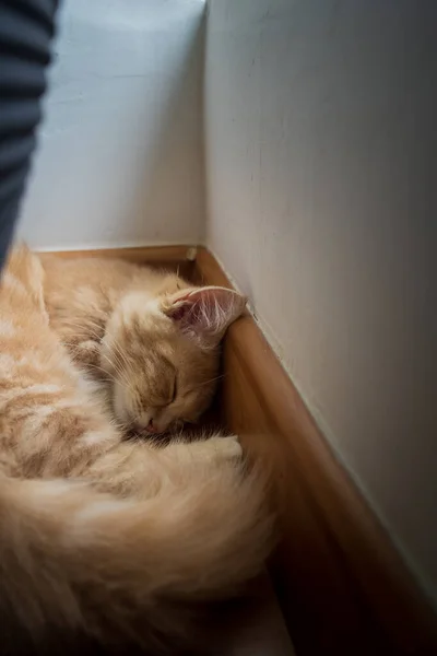 Kitty Cat Munchkin Fluffy Animal Pet Sleeping Top View — Stockfoto