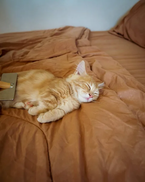 Βούρτσισμα Γούνας Γάτας Στο Κρεβάτι Κατοικίδια Που Απολαμβάνουν Περιποίηση — Φωτογραφία Αρχείου