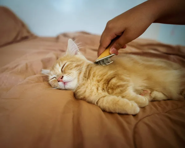 Cepillando Pieles Gato Cama Mascotas Disfrutando Aseo —  Fotos de Stock