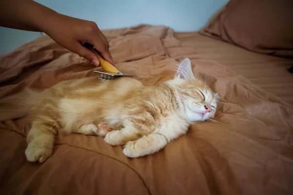 Brushing Cat Fur Bed Pet Enjoying Grooming — Fotografia de Stock