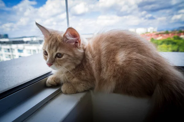 Gatito Gato Munchkin Esponjoso Animal Mascota Cerca Ventana Del Apartamento —  Fotos de Stock