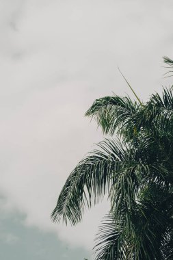 Gökyüzüne karşı palmiye ağaçları, tropik kıyılarda palmiye ağaçları, hindistan cevizi ağacı, yaz ağacı. kopyalama alanı olan arkaplan.