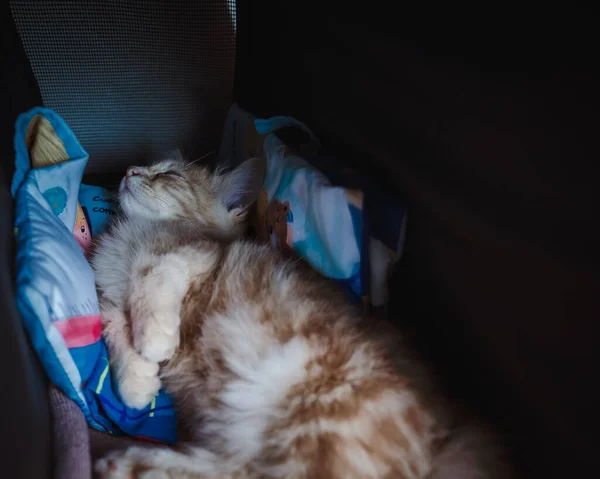 Gatinho Gato Munchkin Fofo Animal Estimação Dormindo Gaiola — Fotografia de Stock