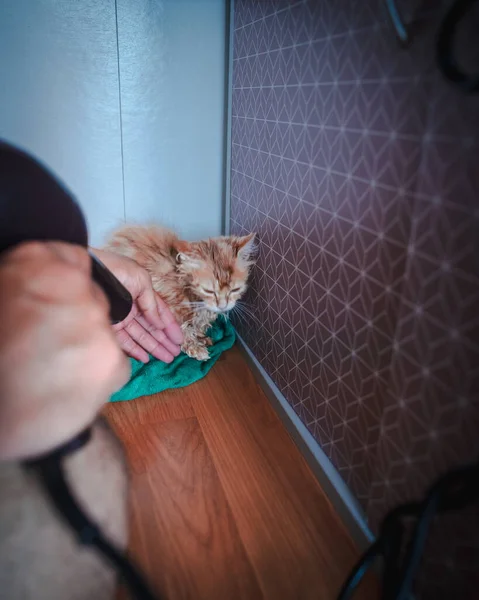 Foukání Sušit Kočička Munchkin Nadýchaný Zvíře Domácí Mazlíček Koupeli Sušení — Stock fotografie