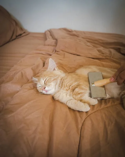 Βούρτσισμα Γούνας Γάτας Στο Κρεβάτι Κατοικίδια Που Απολαμβάνουν Περιποίηση — Φωτογραφία Αρχείου