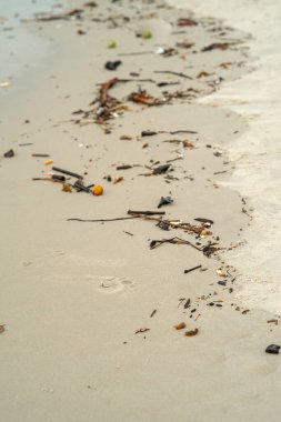 Kumsalda bir orman sürükleniyor..