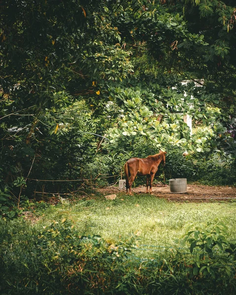 Cavalo Miniatura Descansando Fazenda — Fotografia de Stock