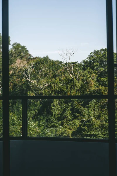 Vista Natureza Selva Verão Verde Partir Janela Aberta — Fotografia de Stock