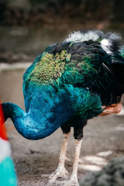 Pavão Elegante Sem Cabeça Com Suas Belas Cores — Fotografia de Stock