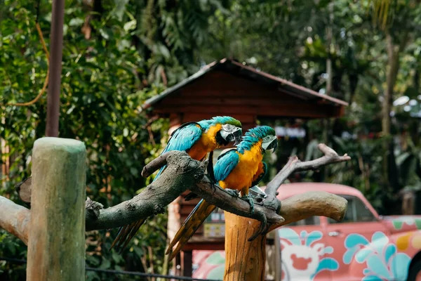 Ahşap Dalda Mavi Sarı Papağanlar — Stok fotoğraf