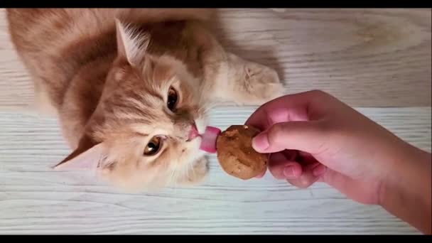 Bovenaanzicht Van Oranje Munchkin Kat Likken Gehaktbal Snack Van Hand — Stockvideo