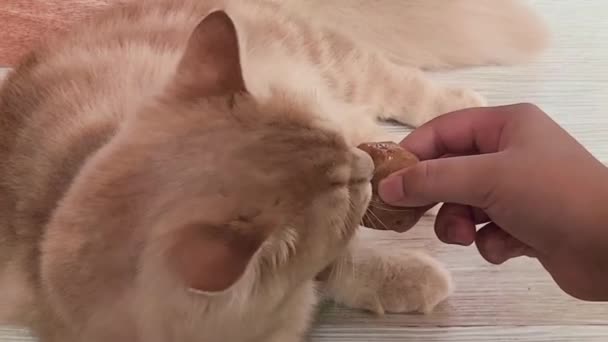 Side View Van Oranje Munchkin Kat Likken Gehaktbal Snack Uit — Stockvideo