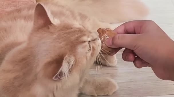 Oranje Munchkin Kat Likken Gehaktbal Snack Uit Hand Van Eigenaar — Stockvideo