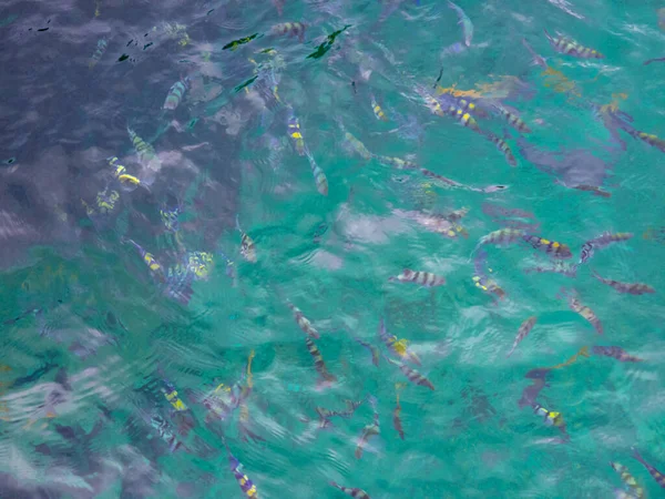 Brote Arriba Agua Cristalina Con Hermosos Peces Nadando Copiar Espacio — Foto de Stock