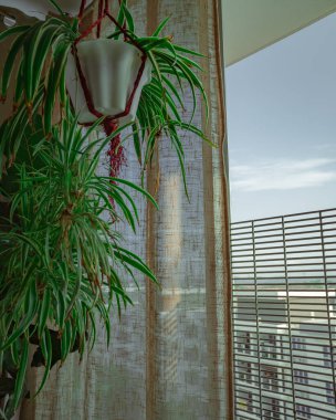 Örümcek bitkileri beyaz tencere bir apartmanın pencere eşiğinde asılı..